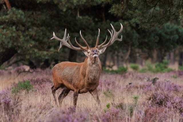 16267892635_72292e2100_k