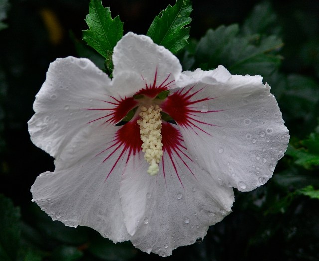 3771266135_b8ac0ba6a4_b