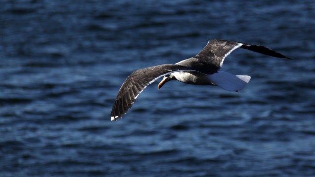 3932048821_2983316c5d_b