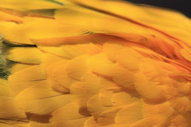 3775585089_37e761b3c1_b