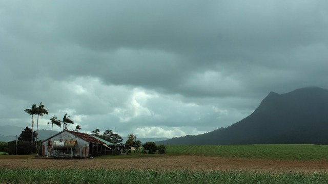 Cane Fields Near Innisfail